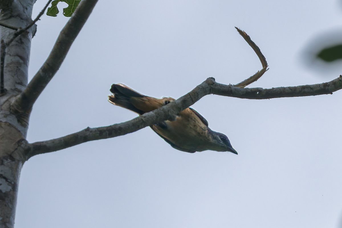 Geelvink Cicadabird - ML645540058