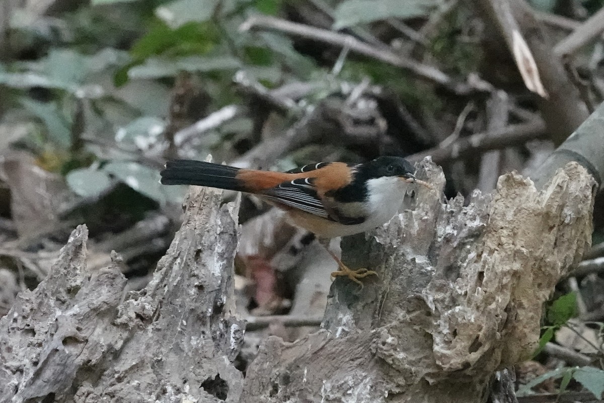 Rufous-backed Sibia - ML645540061
