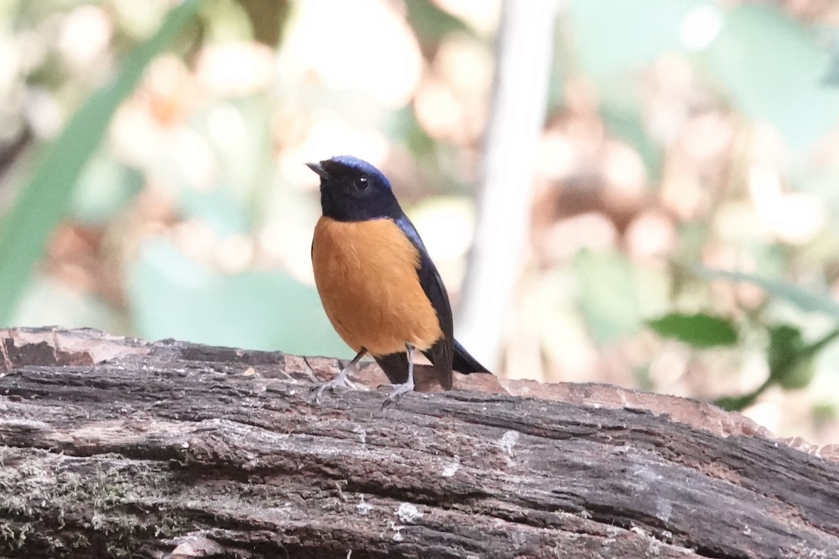 Scarlet-faced Liocichla - ML645540062