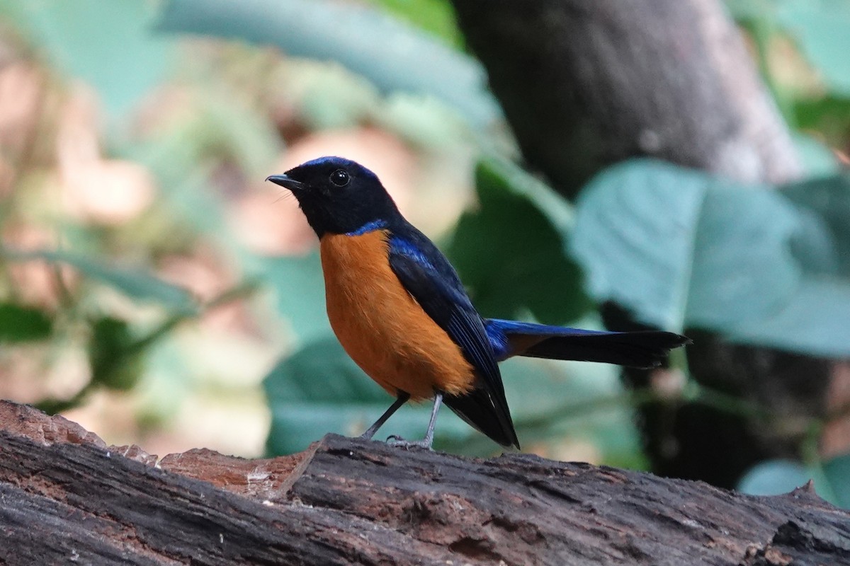 Scarlet-faced Liocichla - ML645540063