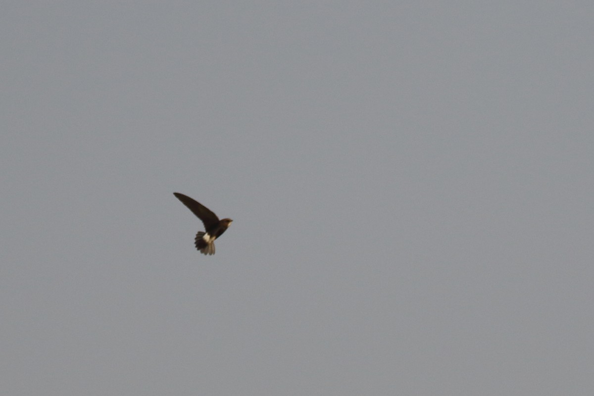 Little Swift - ML645540064