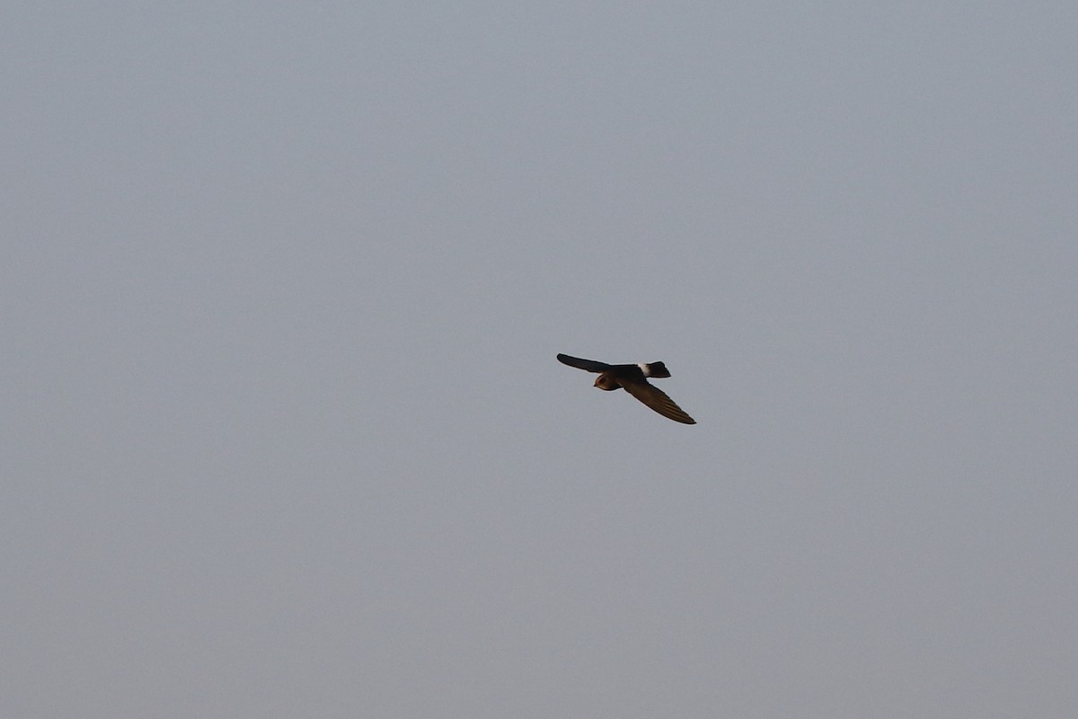 Little Swift - ML645540065