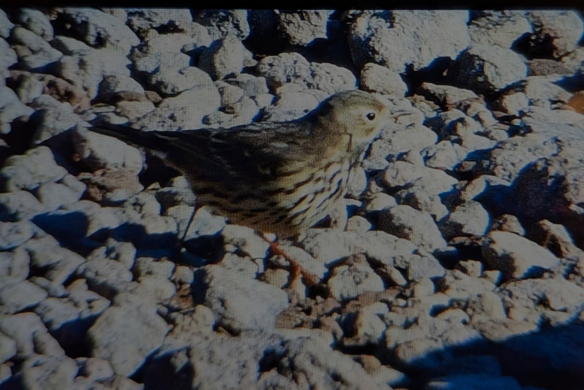Siberian Pipit - ML645540070