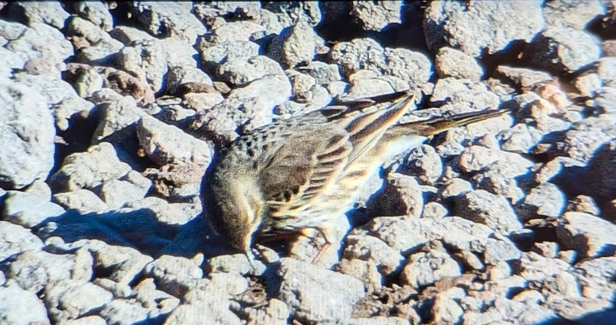 Siberian Pipit - ML645540071