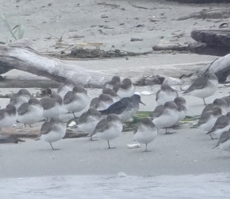 Rock Sandpiper - ML645540072