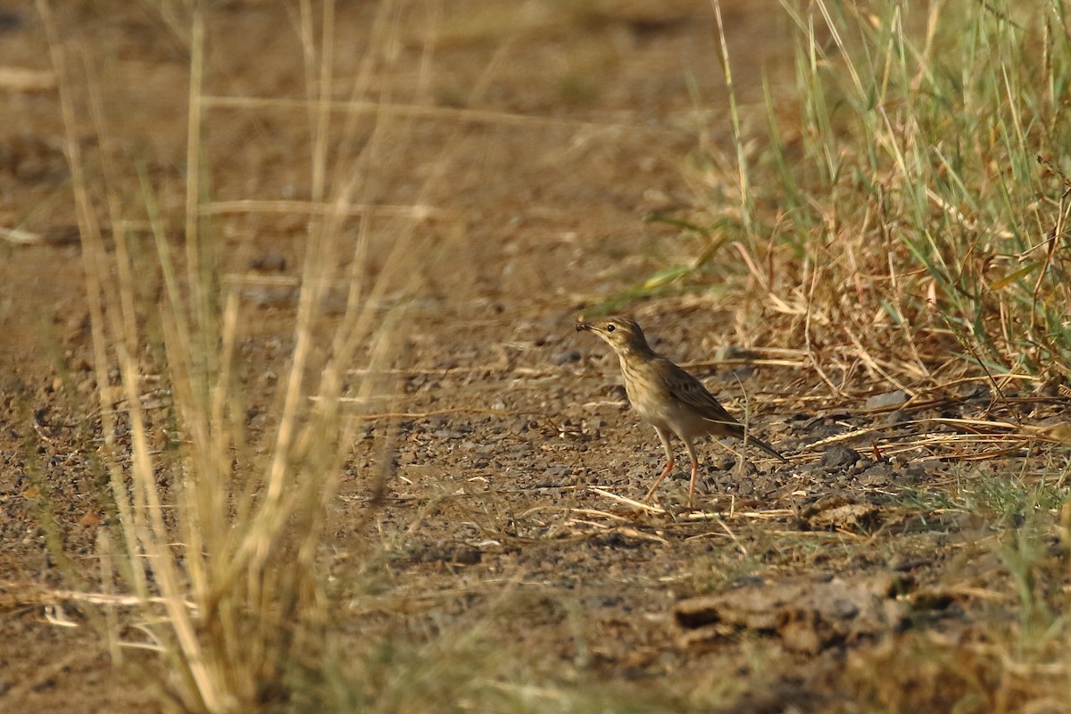 Paddyfield Pipit - ML645540081