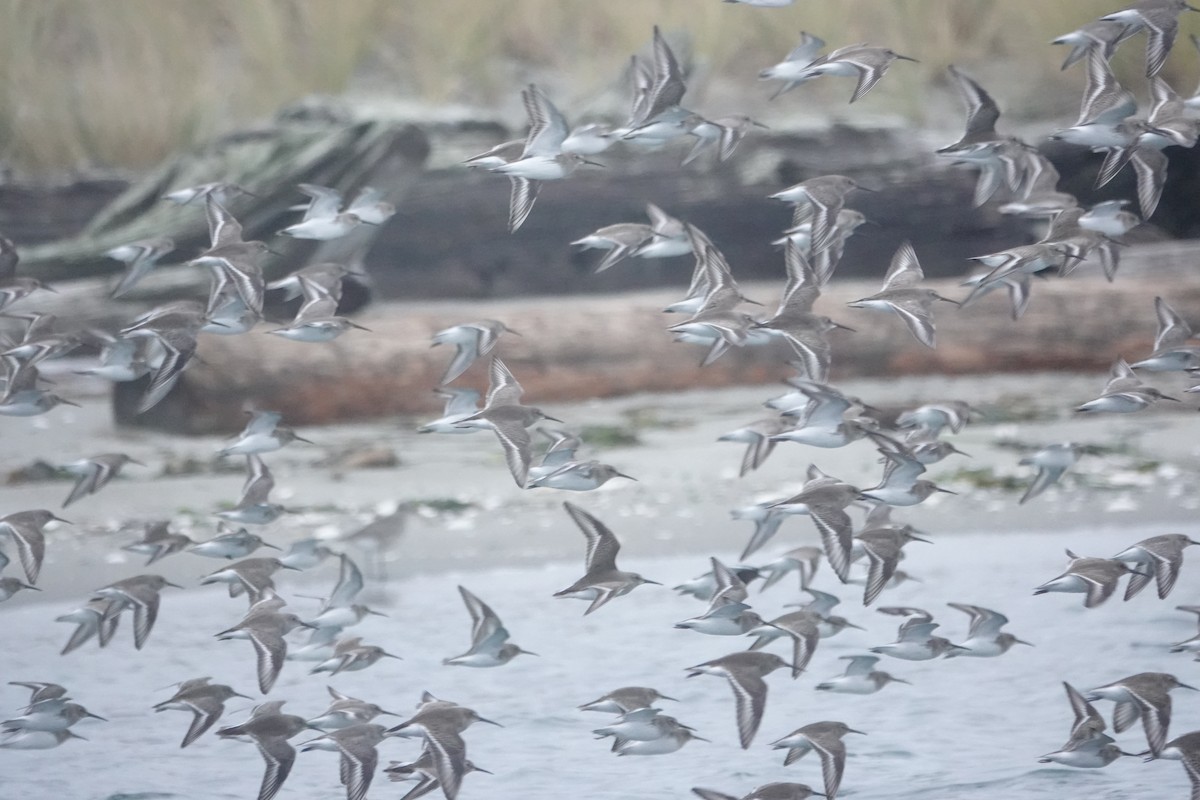 Dunlin - ML645540083