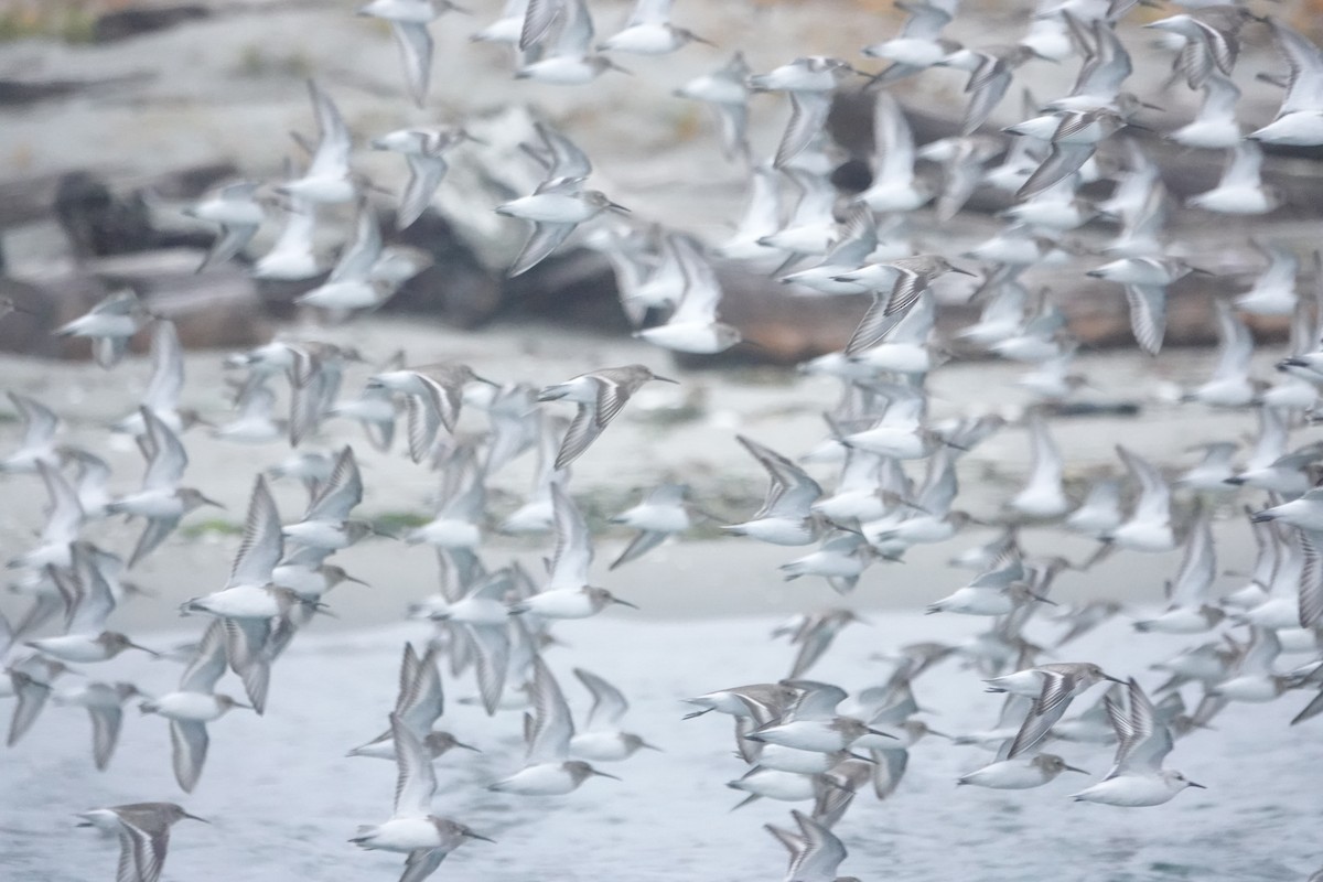 Dunlin - ML645540084