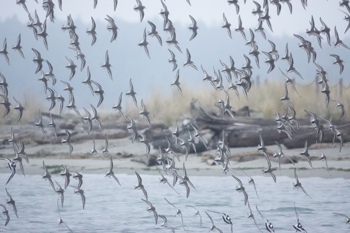 Dunlin - ML645540085