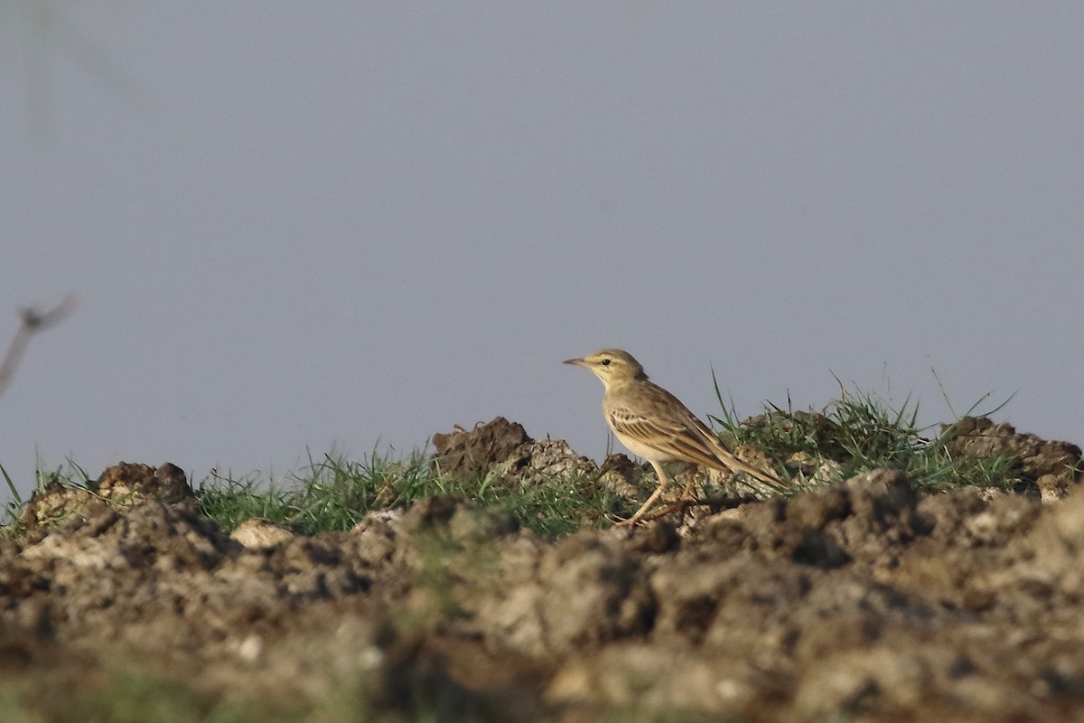 Tawny Pipit - ML645540097