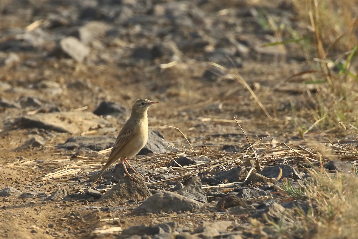 Tawny Pipit - ML645540098