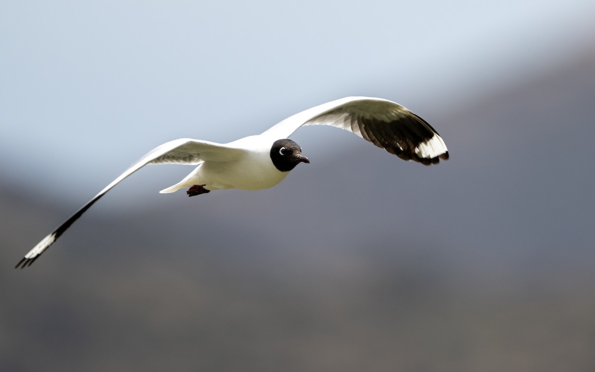 Andean Gull - ML645540100