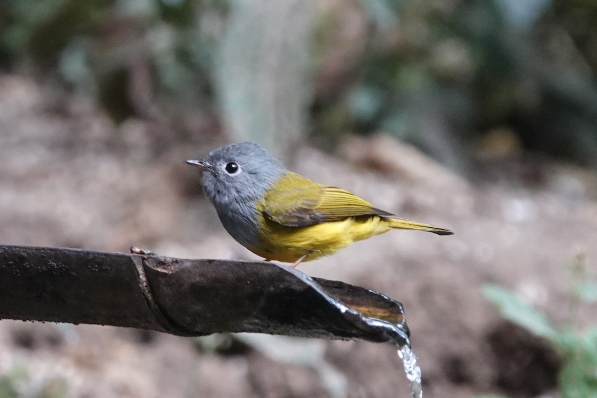 Gray-headed Canary-Flycatcher - ML645540109