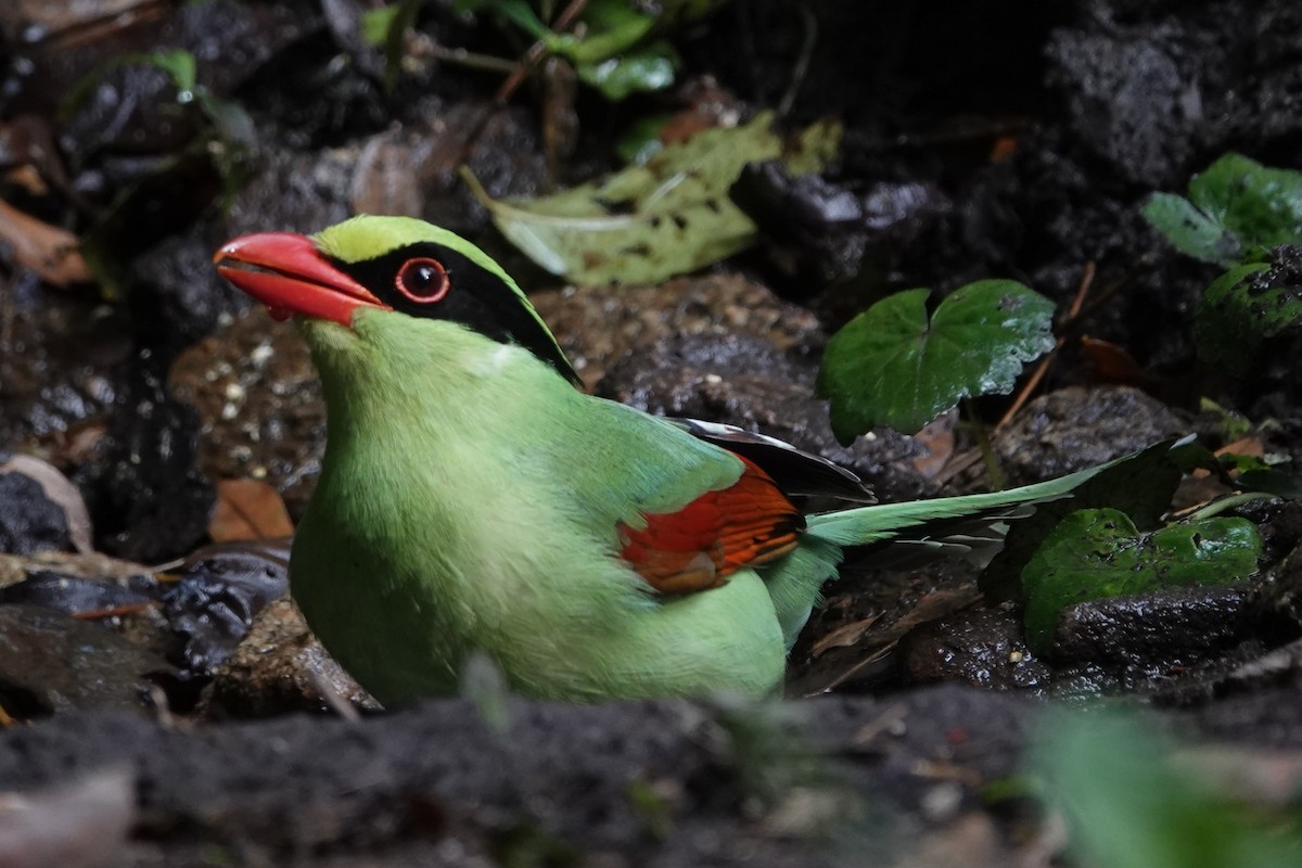 Common Green-Magpie - ML645540116