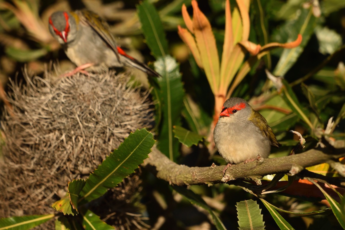 Red-browed Firetail - ML645540117