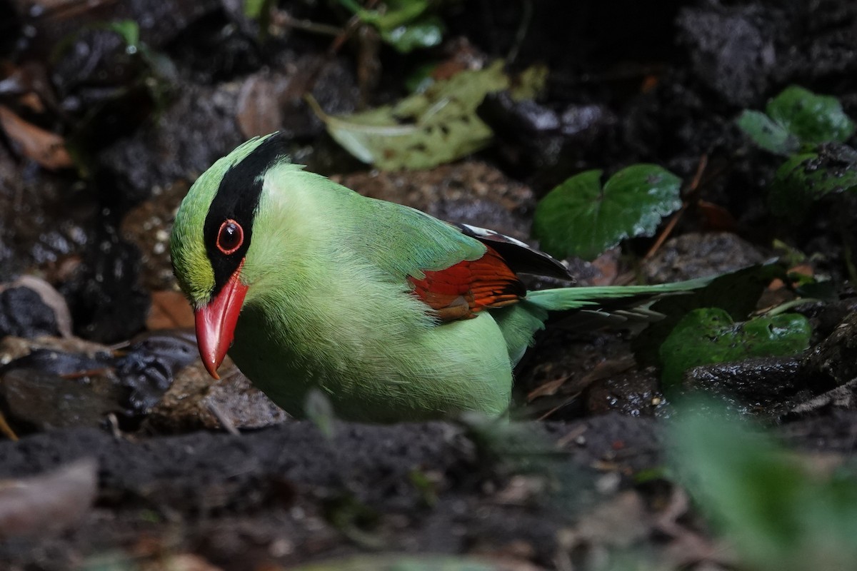 Common Green-Magpie - ML645540118