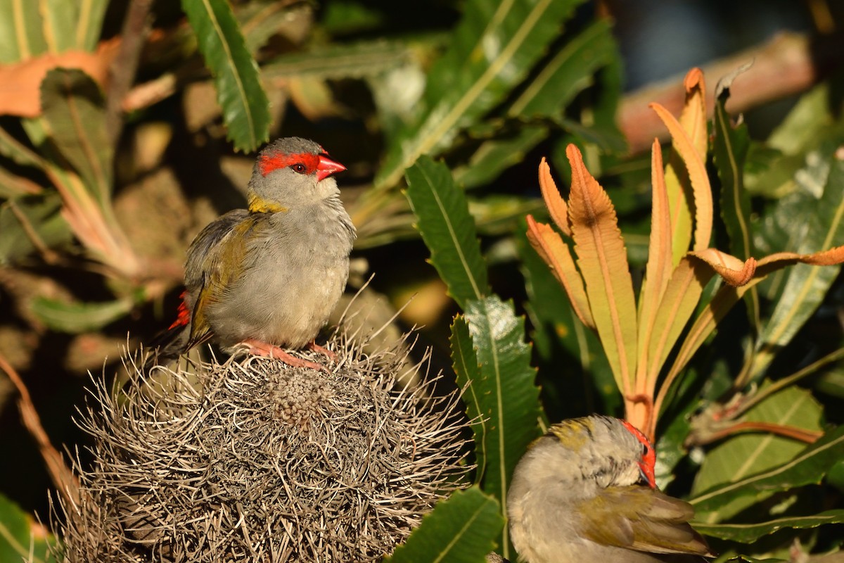 Red-browed Firetail - ML645540119