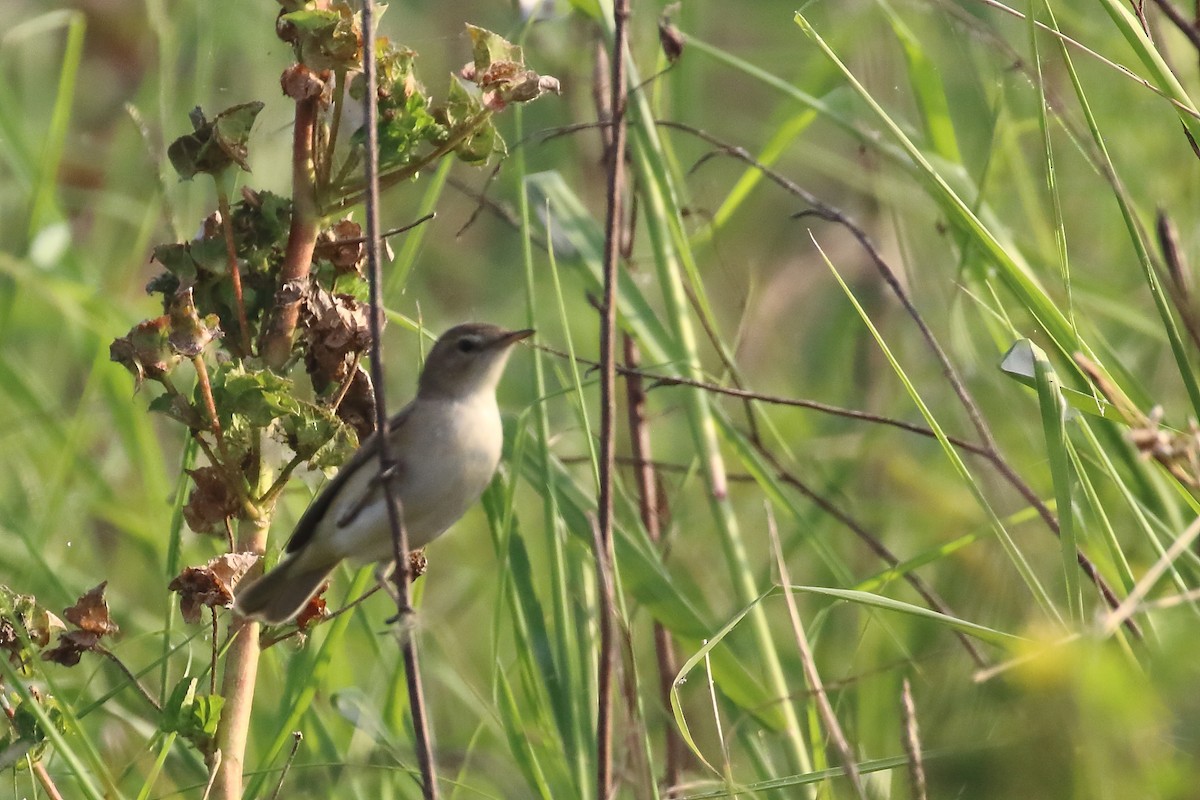 Blyth's Reed Warbler - ML645540123