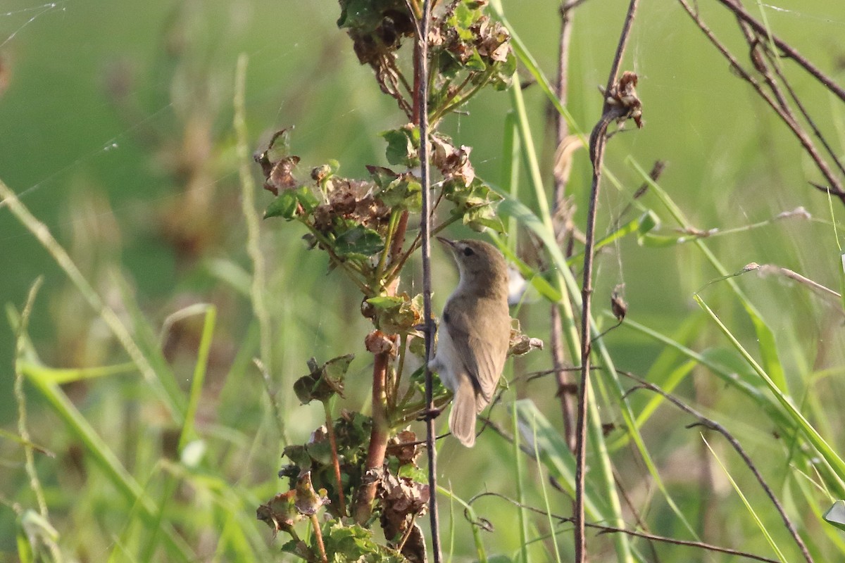 Blyth's Reed Warbler - ML645540124