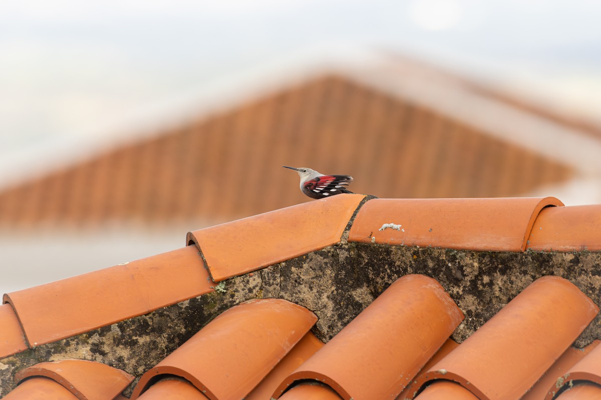 Wallcreeper - ML645540134