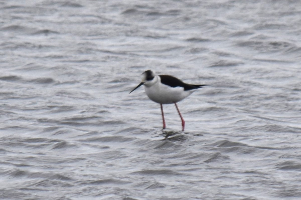 高蹺鴴 - ML645540136