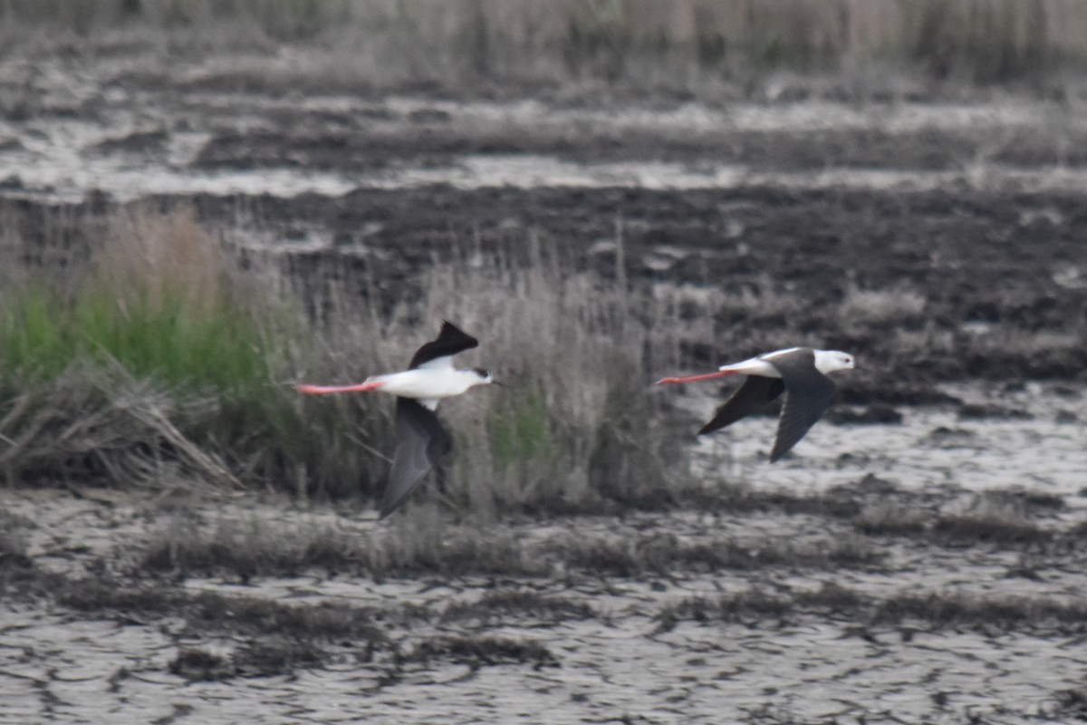 高蹺鴴 - ML645540137