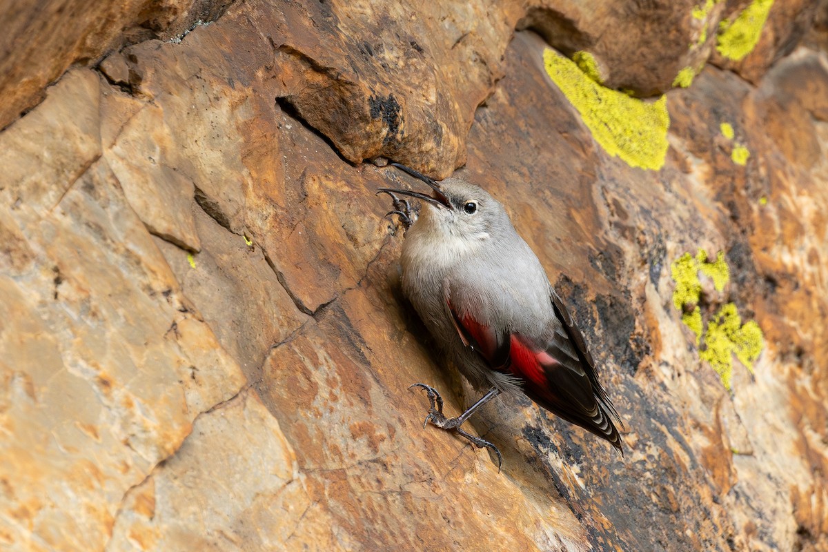 Wallcreeper - ML645540138