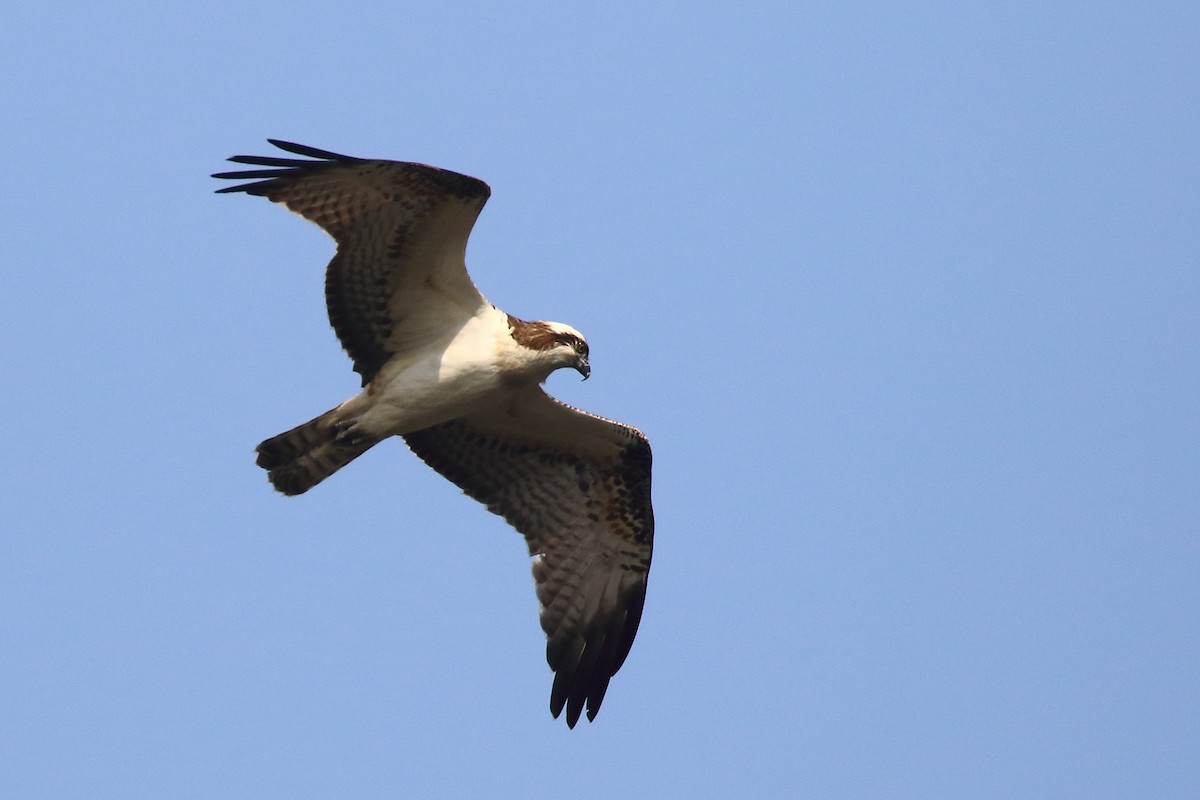 Osprey - ML645540142