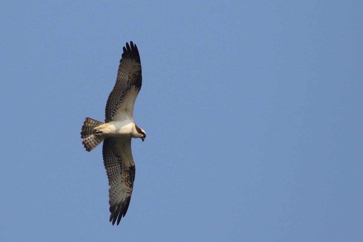 Osprey - ML645540143