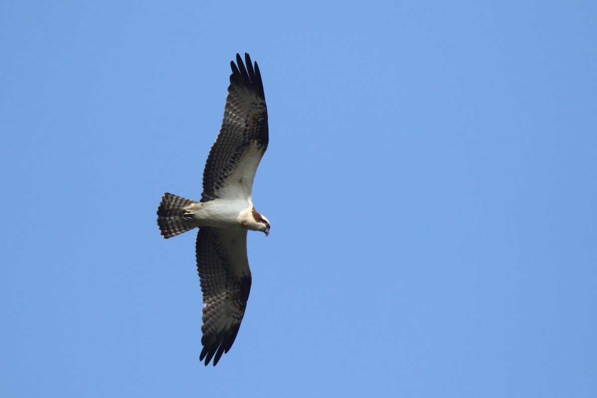 Osprey - ML645540144