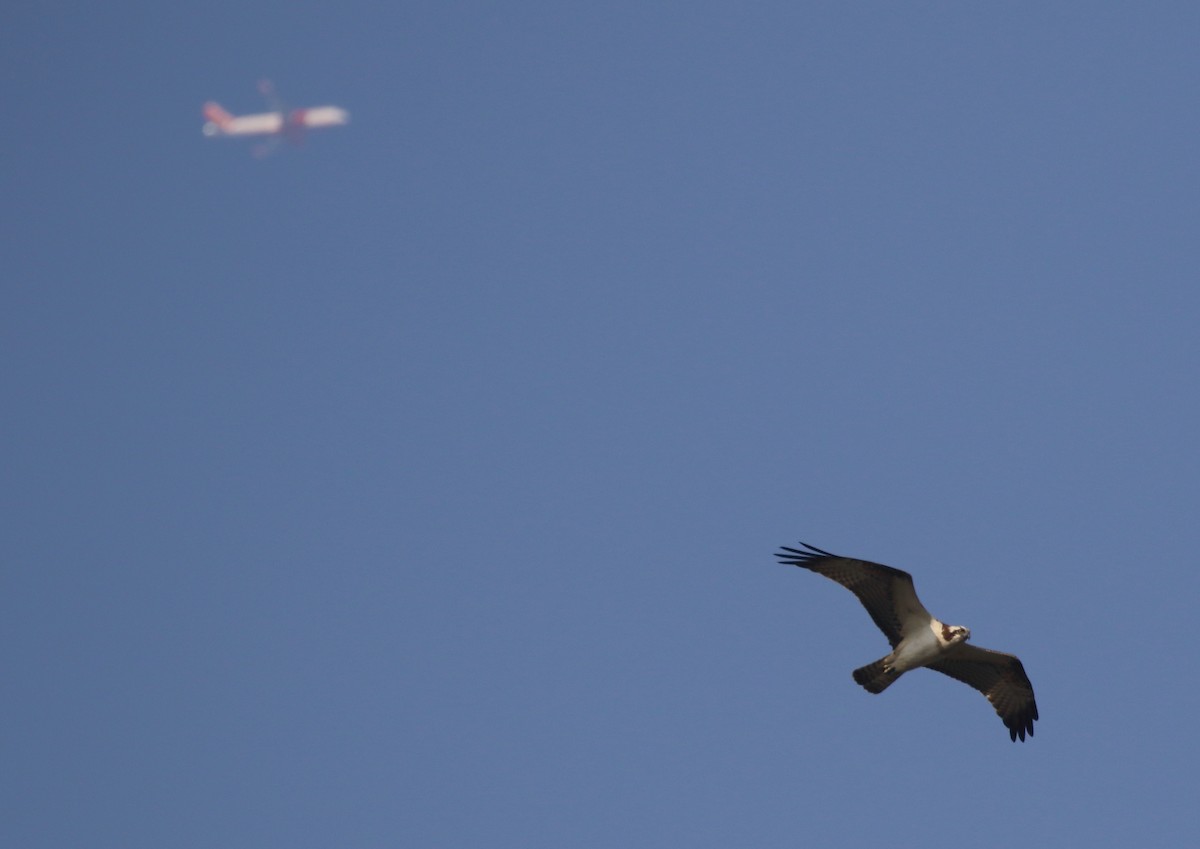 Osprey - ML645540145