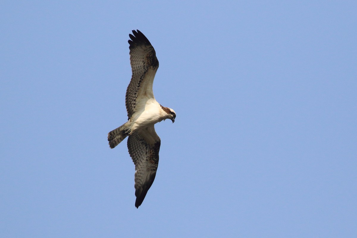 Osprey - ML645540146