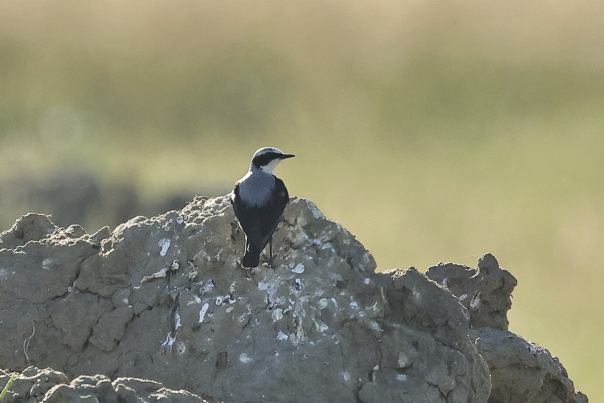 Northern Wheatear - ML645540153