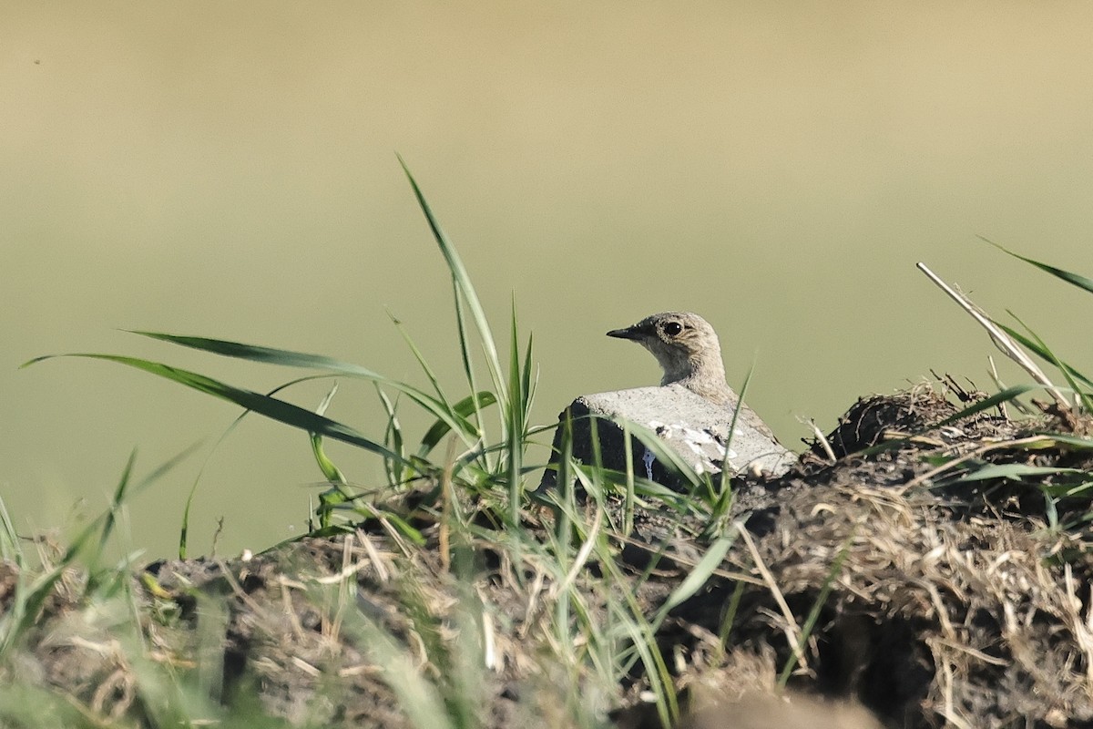 Northern Wheatear - ML645540163