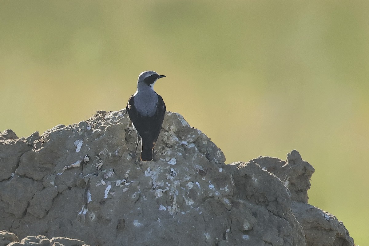 Northern Wheatear - ML645540167