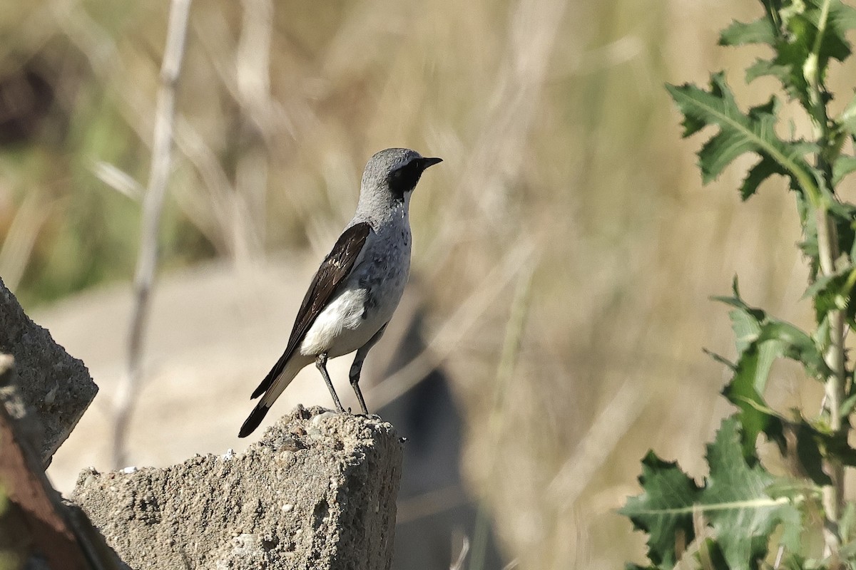 Northern Wheatear - ML645540175