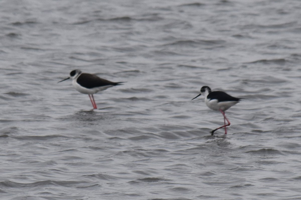 高蹺鴴 - ML645540176