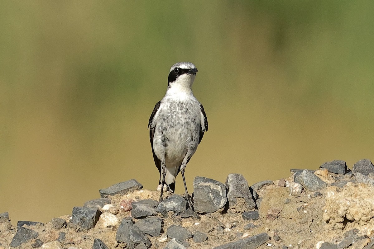 Northern Wheatear - ML645540182