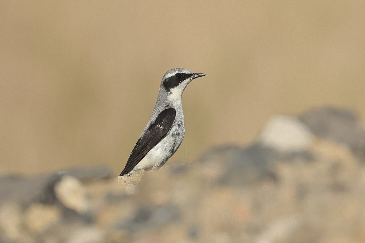Northern Wheatear - ML645540183
