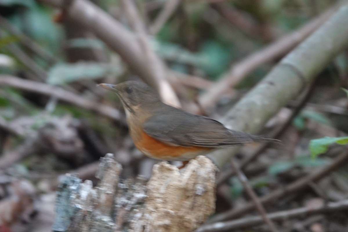 Черногрудый дрозд - ML645540187