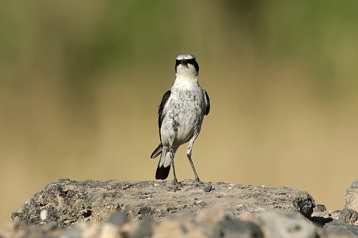 Northern Wheatear - ML645540188