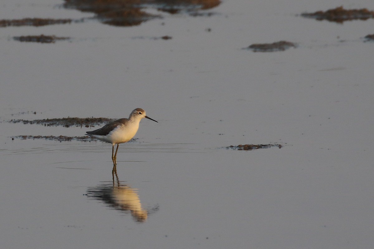 Marsh Sandpiper - ML645540190