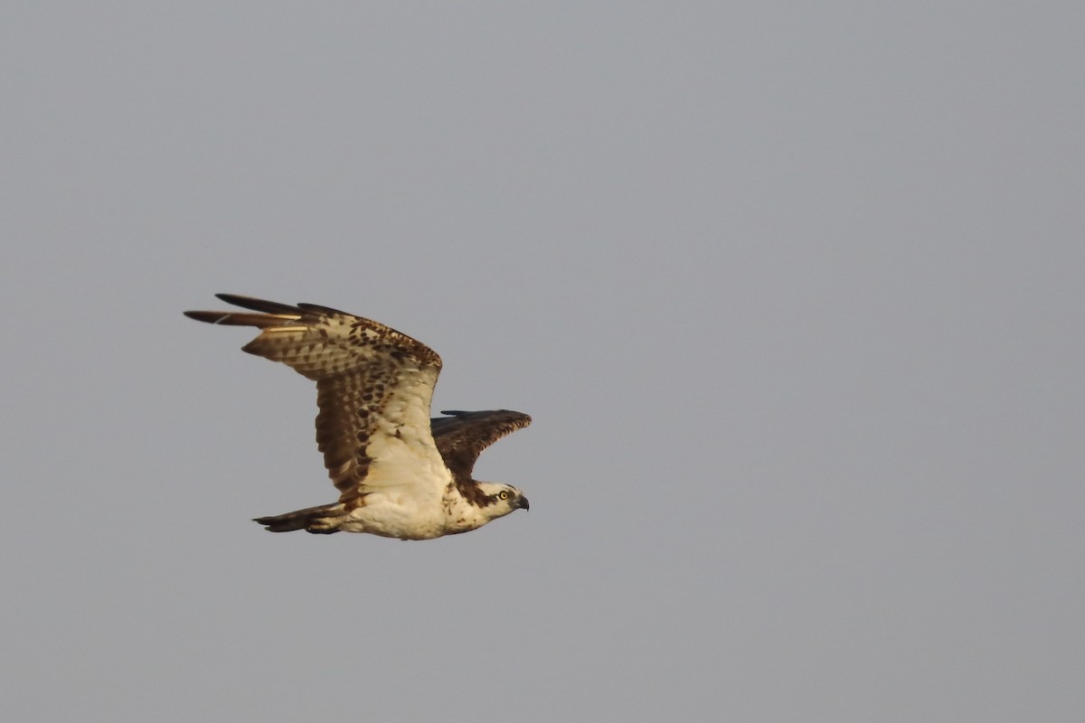 Osprey - ML645540196