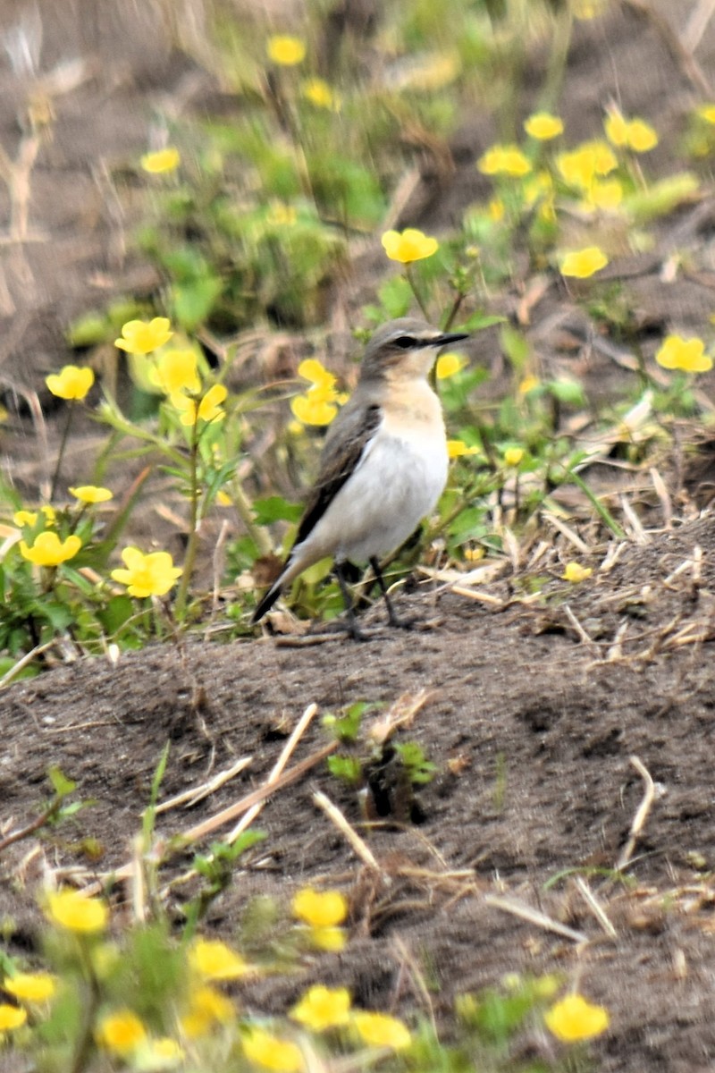 Collalba Isabel - ML645540201