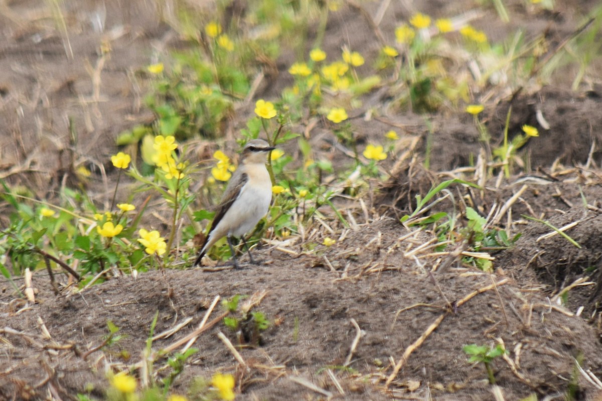 Collalba Isabel - ML645540202