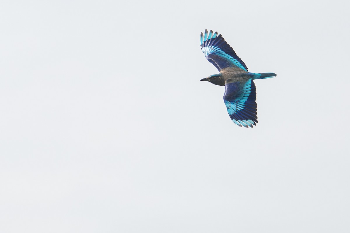 Indochinese Roller - ML645540204