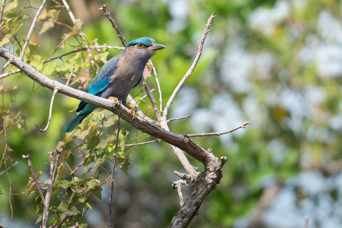 Indochinese Roller - ML645540205