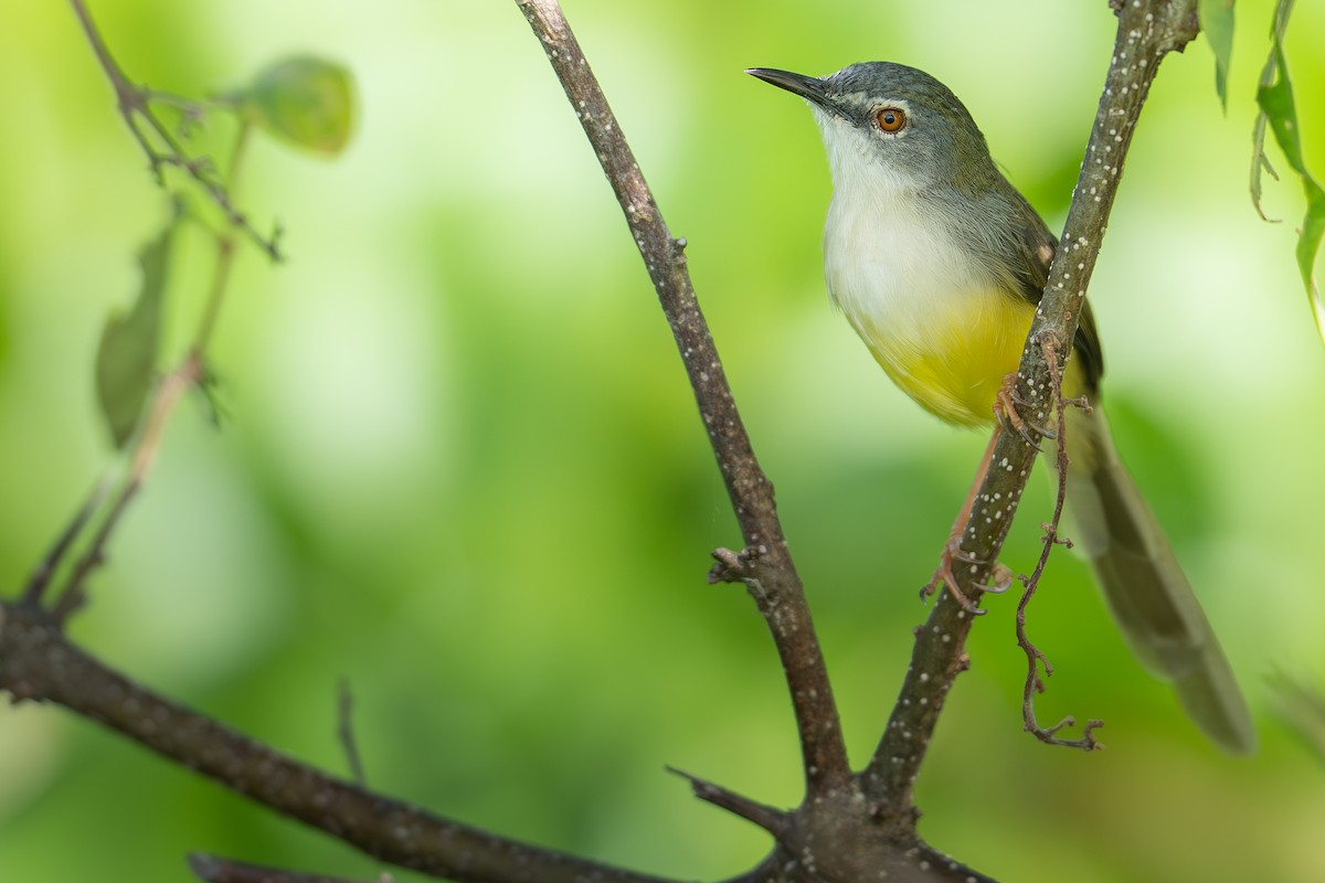 Yellow-bellied Prinia - ML645540206