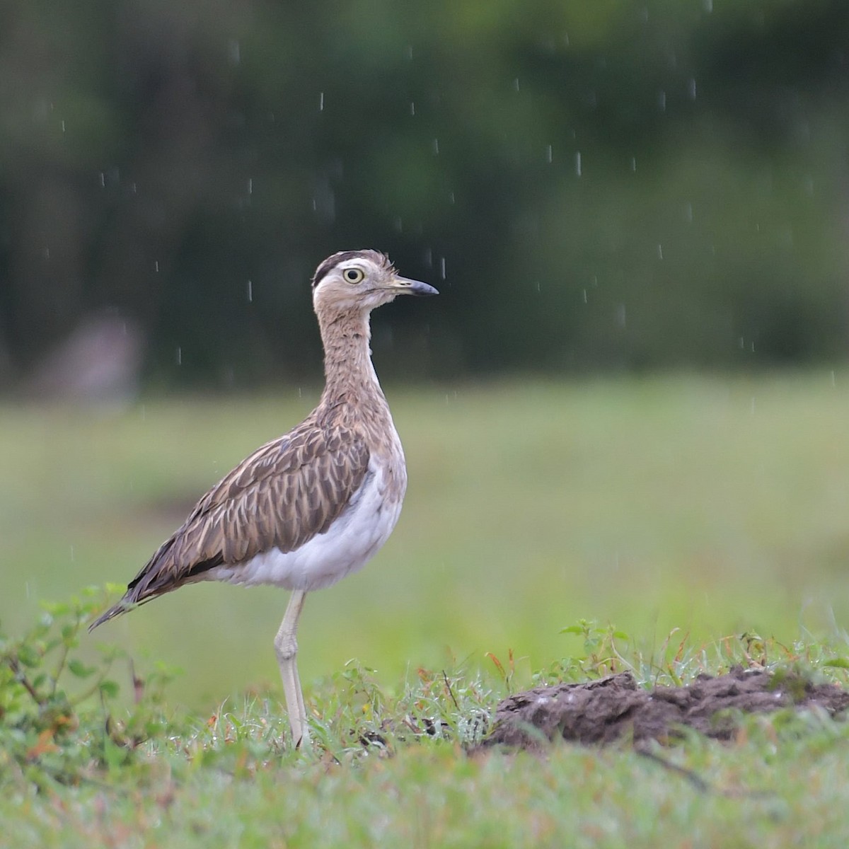 Kaşlı Kocagöz - ML645540207