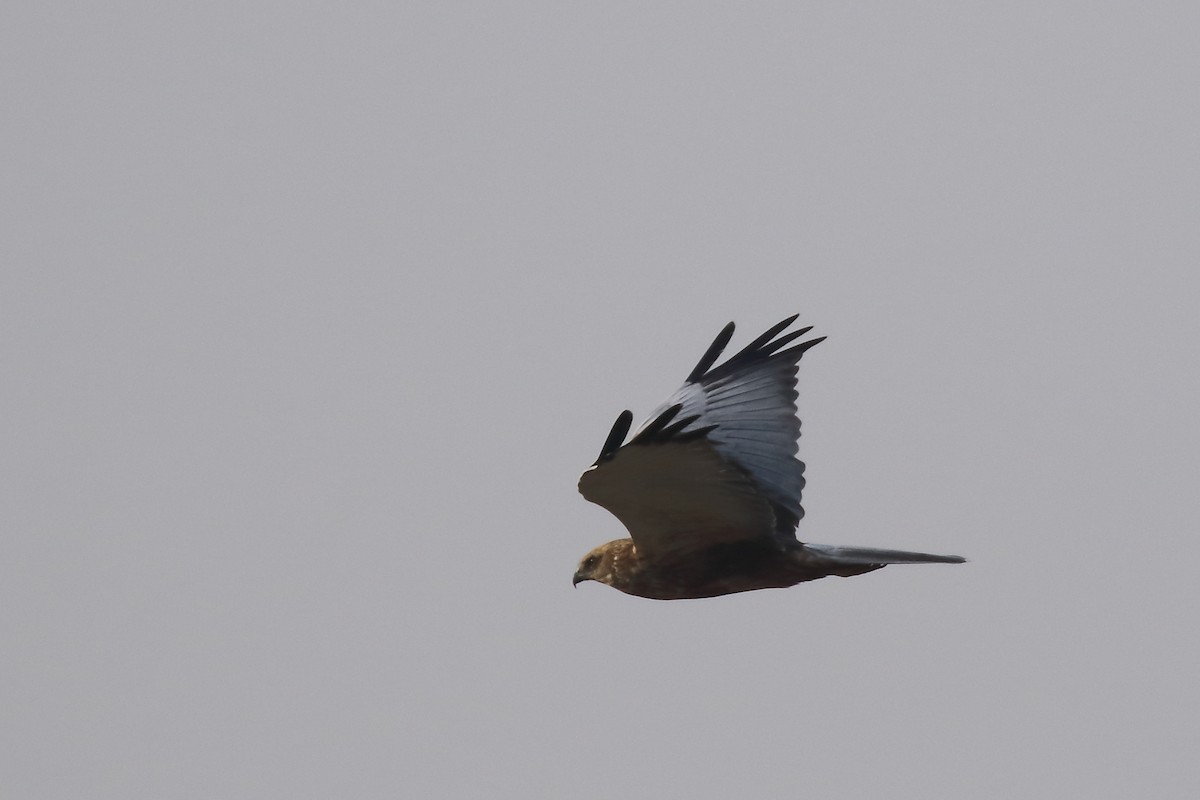 Western Marsh Harrier - ML645540208
